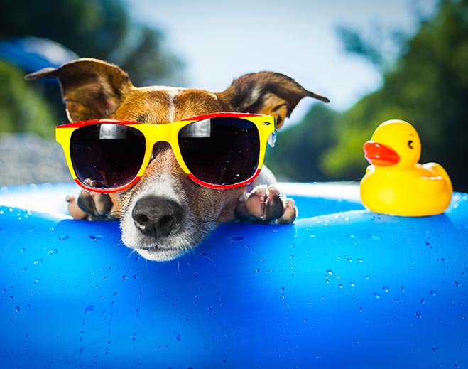 dog-with-sunglasses